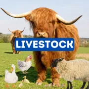 See our livestock listings