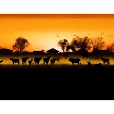 Siloutte of trees landscape and livestock against golden sunset