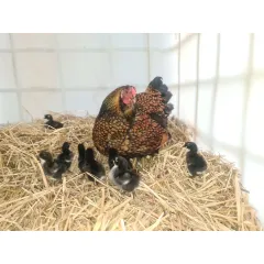Golden Wyandotte chicken with chicks