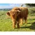 Red coloured Highland Heifer facing camera on a sunny day