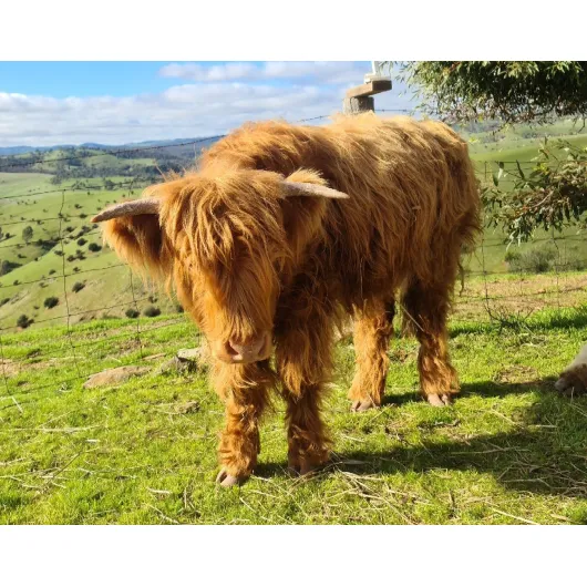 Red coloured Highland Heifer facing camera on a sunny day