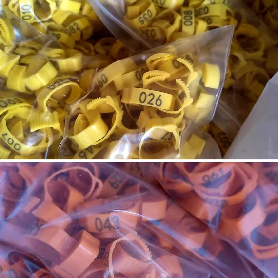 Chicken Duck Goose Leg Rings 100pcs Numbered Ankle Bands Bird ID Tags Farm Use - Green image: 3