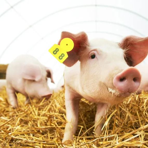 No.001‑100 Farm Pig Ear Tag Livestock Ear Tag Labels Set Poultry Breeding Supplies image: 14