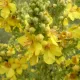 400g Organic Mullein Leaf - Dried Herbal Verbascum Thapsis image: 7