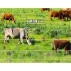 Giantz Fence Energiser 5KM Solar Powered 0.15J Electric Fencing Charger image: 5