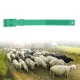 10Pcs Goat Collar Sheep Identification Bands Livestock Marking Ring Farming Equipment 36cm Green image: 11