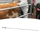 Insemination Needle for Cows image: 10