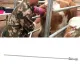Insemination Needle for Cows image: 11