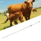 Cow Inseminating Rod 304 Stainless Steel Artificial Animal Breeding Tool 0.25ML 0.5ML Universal image: 10