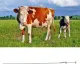 Cattle Insemination Tube 304 Stainless Steel Smoothly Front End Insemination Pipe Breeding Catheter for 0.25ml 0.5ml image: 10