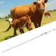 Cattle Insemination Tube 304 Stainless Steel Smoothly Front End Insemination Pipe Breeding Catheter for 0.25ml 0.5ml image: 11