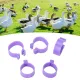 Chicken and Poultry Ring Clip - 18mm/0.71in image: 9