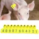 No.001‑100 Farm Pig Ear Tag Livestock Ear Tag Labels Set Poultry Breeding Supplies image: 9