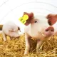 No.001‑100 Farm Pig Ear Tag Livestock Ear Tag Labels Set Poultry Breeding Supplies image: 14